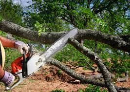 Lawn Renovation and Restoration in Laguna Woods, CA