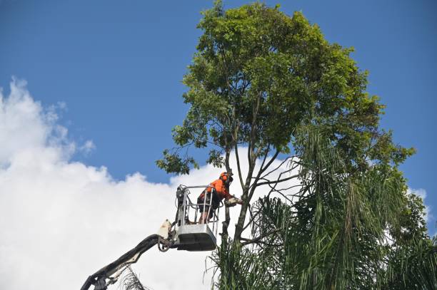 Reliable Laguna Woods, CA Tree Removal Services Solutions